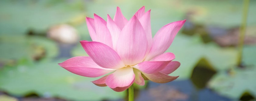 fleur-lotus-mindfulness relaxation et mindfulness