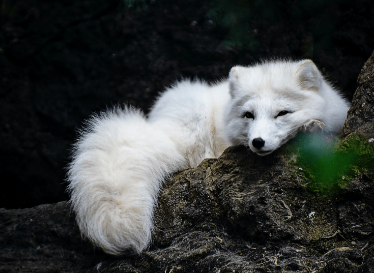 renard-blanc-intuition Renard blanc